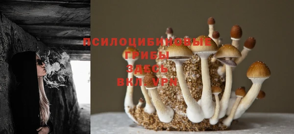 шишки Алзамай